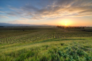 El Novillero and Tallgrass Vineyards
