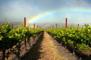 Amaral Vineyard Rainbow