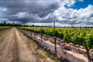 Green Acres Vineyard